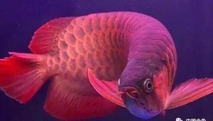 紅龍魚原產(chǎn)地環(huán)境分析：紅龍魚原產(chǎn)地分布