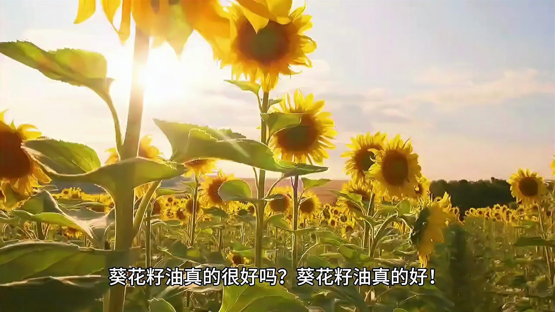 金龍魚玉米油和葵花籽油有何區別？ 金龍魚玉米油和葵花籽油有何區別？ 龍魚百科 第1張