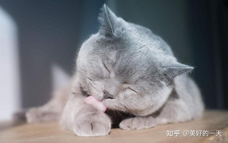 龍貓孤獨時會有什么異常行為？