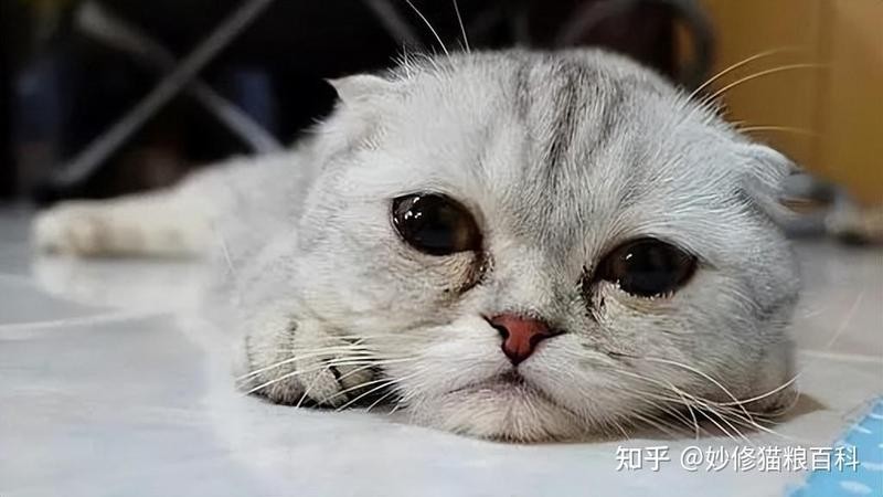 龍貓孤獨時會有什么異常行為？