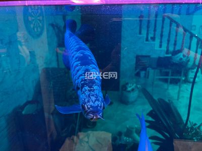藍底金龍魚用什么顏色的燈好看點：關于藍底金龍魚燈光選擇的建議 藍底金龍魚用什么顏色的燈好看點：關于藍底金龍魚燈光選擇的建議 龍魚百科 第1張