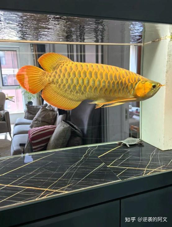 紅龍魚為什么比金龍魚貴呢 紅龍魚為什么比金龍魚貴呢 龍魚百科 第4張