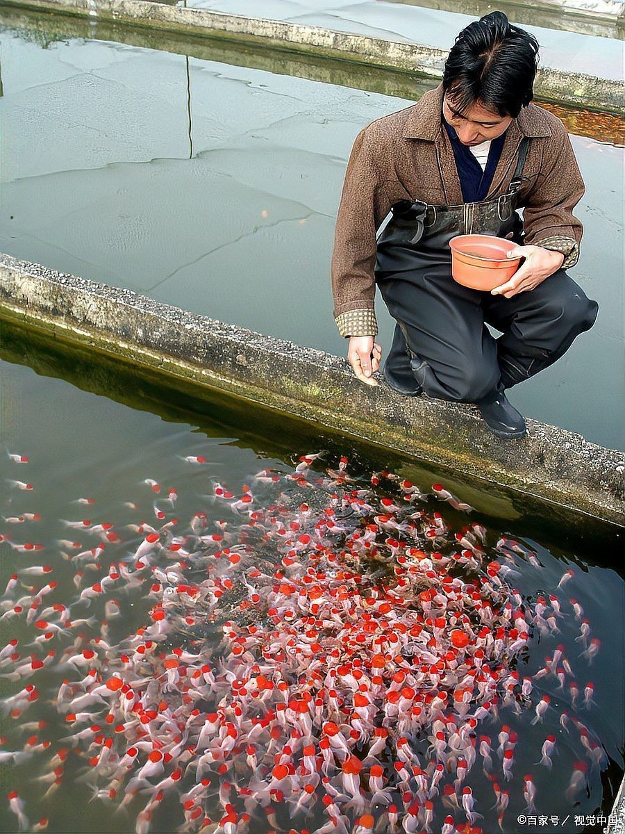 紅龍魚為什么比金龍魚貴呢 紅龍魚為什么比金龍魚貴呢 龍魚百科 第2張