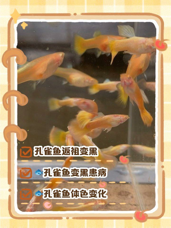 孔雀魚突然變黑要死了
