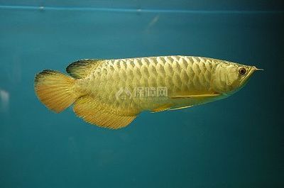 紅尾珍珠龍魚好養(yǎng)嗎：珍珠龍魚和紅龍魚的養(yǎng)殖難度