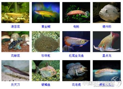 紅尾珍珠龍魚好養(yǎng)嗎：珍珠龍魚和紅龍魚的養(yǎng)殖難度