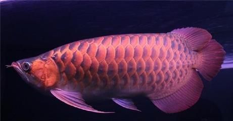 紅尾珍珠龍魚好養(yǎng)嗎：珍珠龍魚和紅龍魚的養(yǎng)殖難度