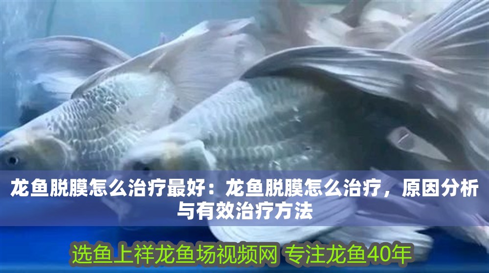 龍魚脫膜怎么治療最好：龍魚脫膜怎么治療，原因分析與有效治療方法 龍魚脫膜怎么治療最好：龍魚脫膜怎么治療，原因分析與有效治療方法 龍魚百科 第1張