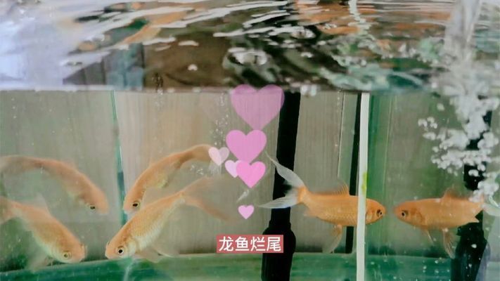 龍魚的尾巴爛了怎么辦：龍魚尾巴爛了可能是由于細菌感染、寄生蟲感染或其他健康問題引起的