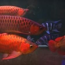 紅龍魚冠軍視頻：2016年臺灣紅龍魚冠軍視頻下載紅龍魚冠軍視頻下載