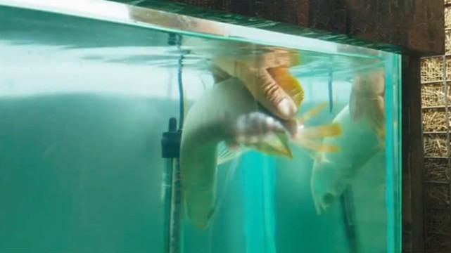 龍魚(yú)肚皮朝上的應(yīng)對(duì)措施（龍魚(yú)肚皮朝上怎么辦） 龍魚(yú)肚皮朝上的應(yīng)對(duì)措施（龍魚(yú)肚皮朝上怎么辦） 龍魚(yú)百科 第5張