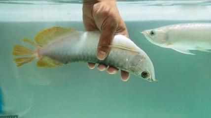 龍魚(yú)肚皮朝上的應(yīng)對(duì)措施（龍魚(yú)肚皮朝上怎么辦） 龍魚(yú)肚皮朝上的應(yīng)對(duì)措施（龍魚(yú)肚皮朝上怎么辦） 龍魚(yú)百科 第2張