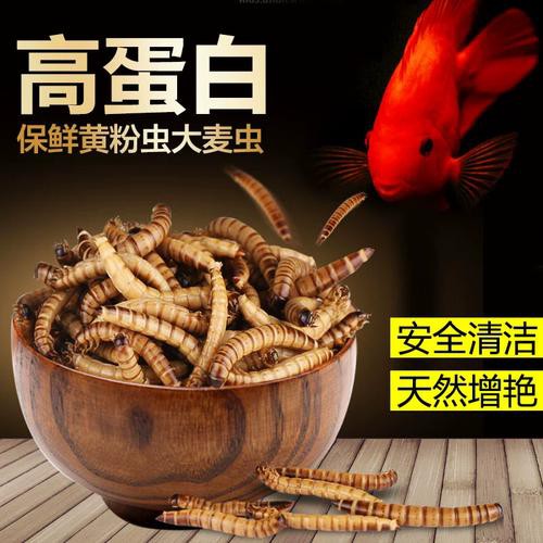 哪些品牌的龍魚發(fā)色飼料好？
