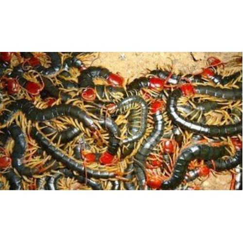 哪些品牌的龍魚發(fā)色飼料好？