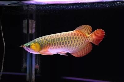 龍魚(yú)的常見(jiàn)病癥有哪些呢圖片視頻：龍魚(yú)常見(jiàn)病癥及其癥狀