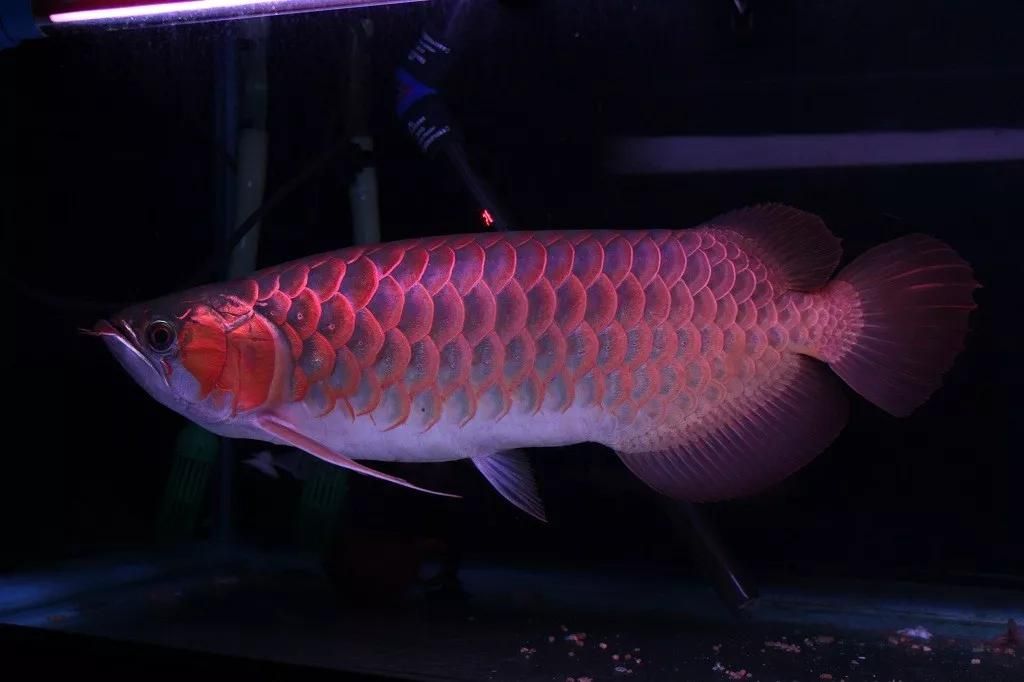 龍魚(yú)的常見(jiàn)病癥有哪些呢圖片視頻：龍魚(yú)常見(jiàn)病癥及其癥狀
