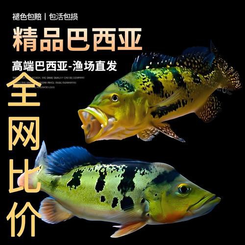 一條龍魚配幾條虎魚合適圖片
