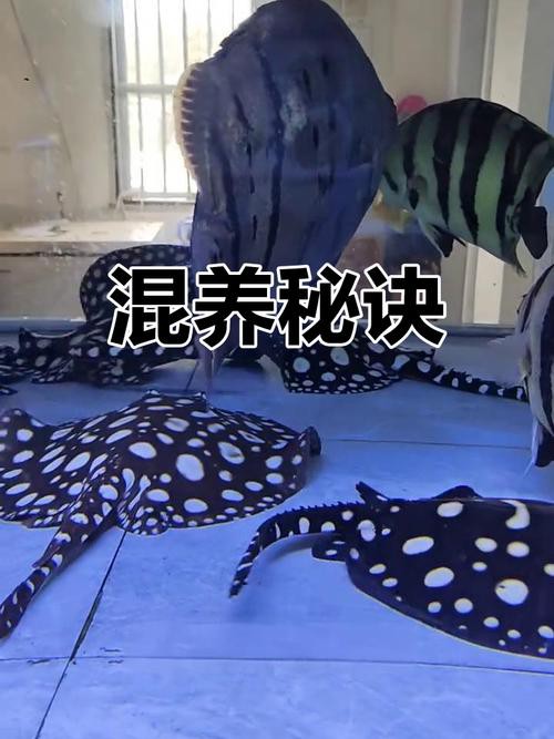 一條龍魚配幾條虎魚合適圖片