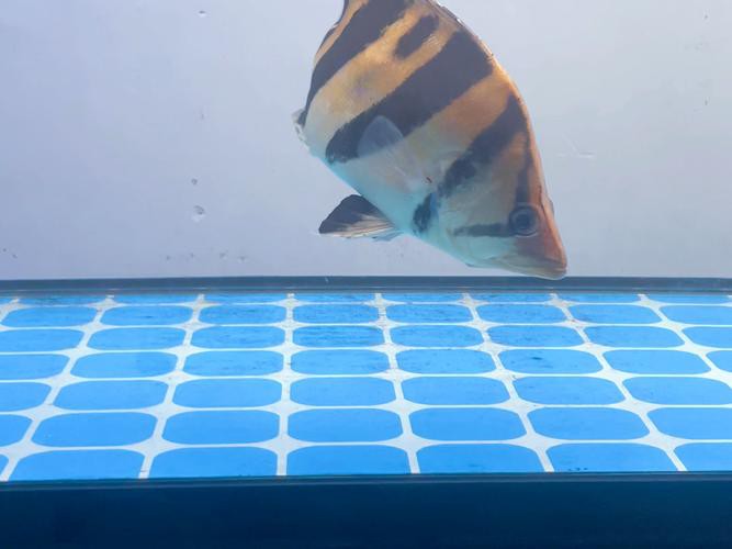 一條龍魚配幾條虎魚合適圖片