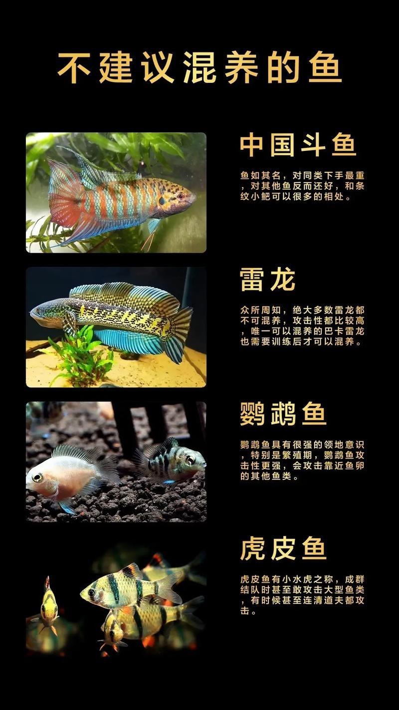 一條龍魚配幾條虎魚合適圖片
