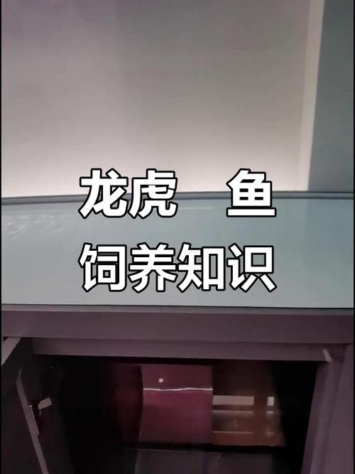 一條龍魚配幾條虎魚合適圖片