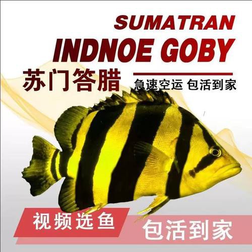 一條龍魚配幾條虎魚合適圖片