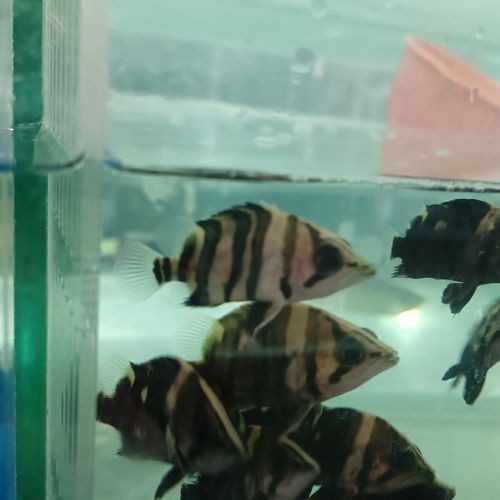 一條龍魚配幾條虎魚合適圖片
