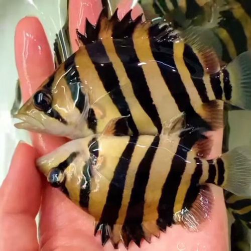 一條龍魚配幾條虎魚合適圖片