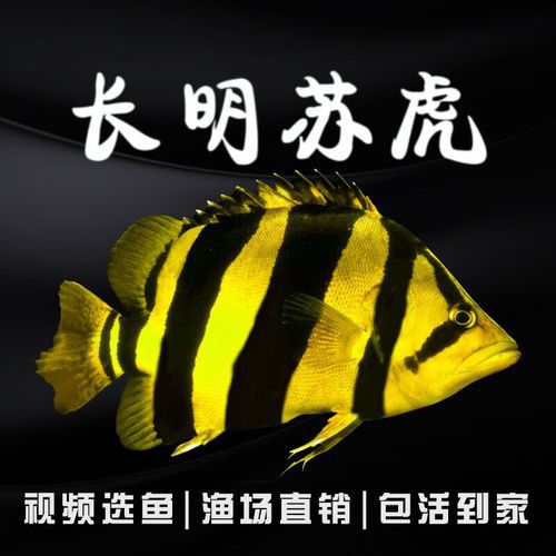 一條龍魚配幾條虎魚合適圖片