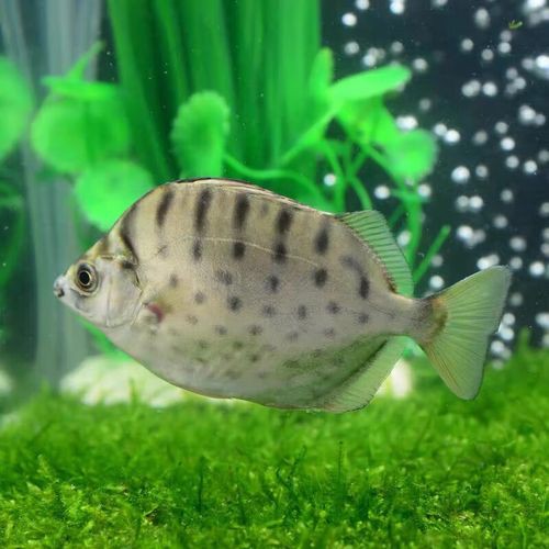 一條龍魚配幾條虎魚合適圖片