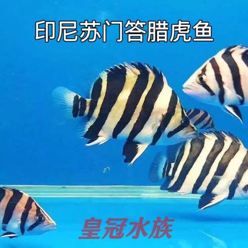 一條龍魚配幾條虎魚合適圖片