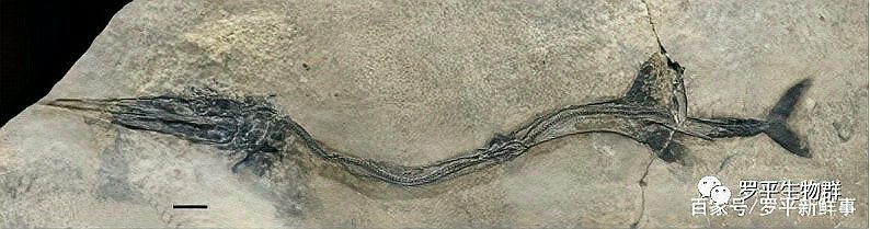羅平龍魚化石