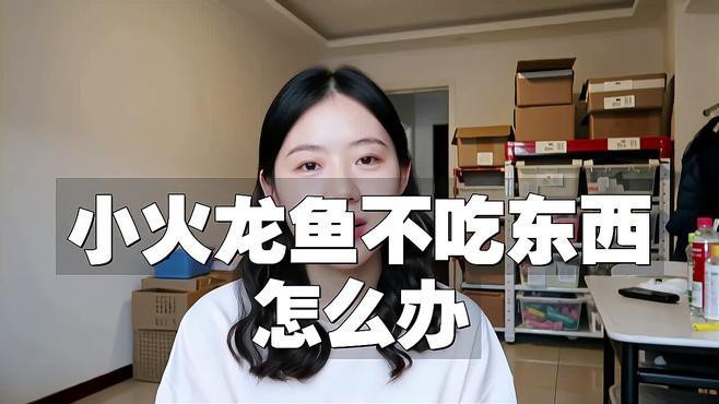 小火龍魚不吃東西怎么辦