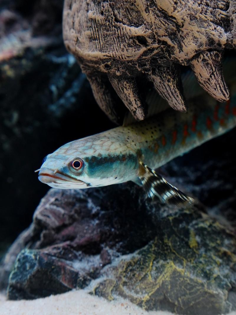 雷龍魚可以混養(yǎng)其它品種的雷龍嗎圖片