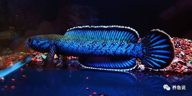 雷龍魚可以混養(yǎng)其它品種的雷龍嗎圖片