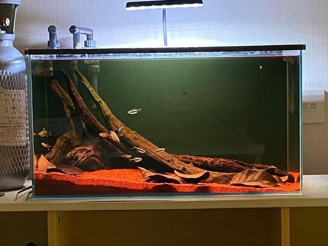 雷龍魚可以混養(yǎng)其它品種的雷龍嗎圖片