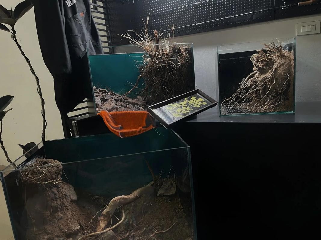 雷龍魚可以混養(yǎng)其它品種的雷龍嗎圖片