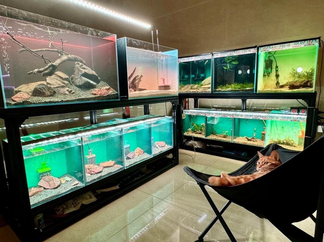 雷龍魚可以混養(yǎng)其它品種的雷龍嗎圖片
