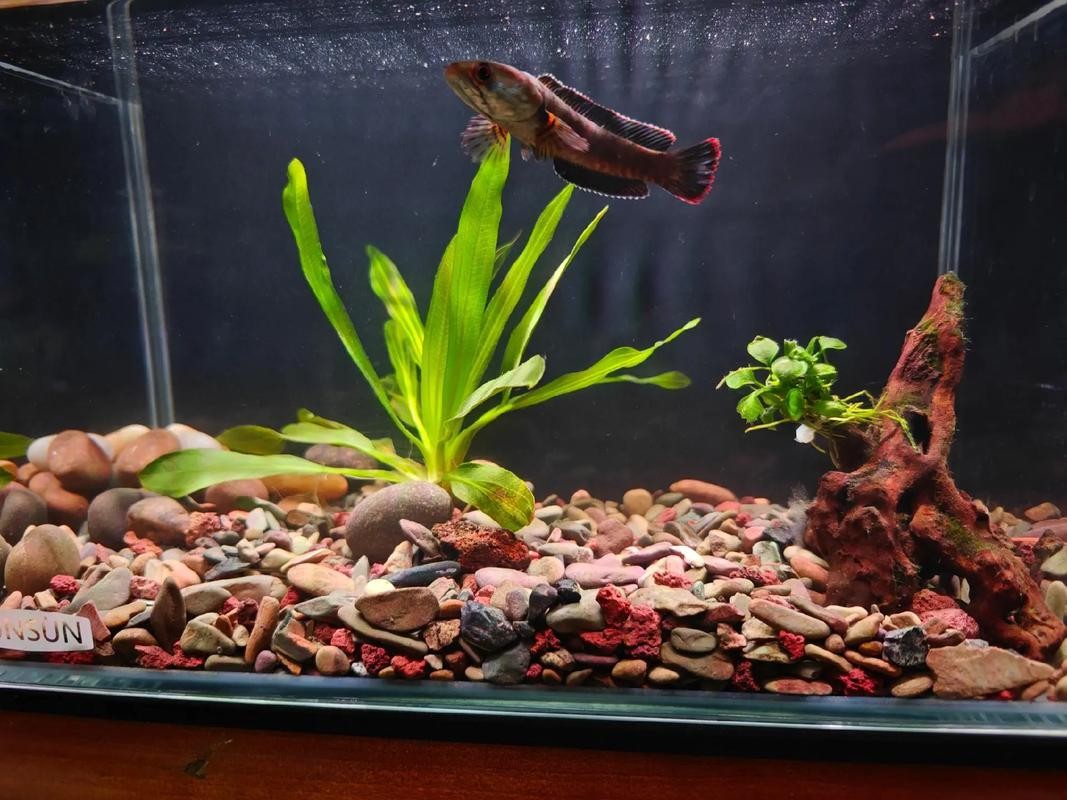 雷龍魚可以混養(yǎng)其它品種的雷龍嗎圖片