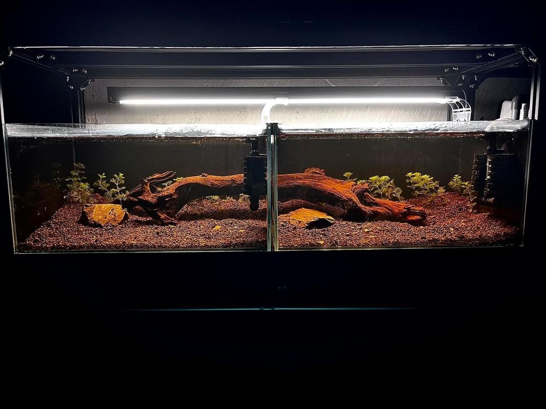 雷龍魚可以混養(yǎng)其它品種的雷龍嗎圖片