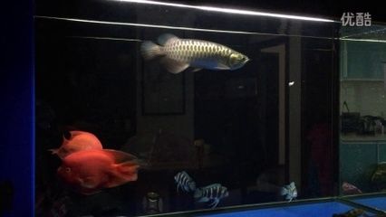 龍魚到家狀態不好怎么辦：新買的龍魚到家時狀態不好