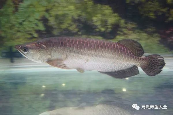 金龍魚背鰭發黑，金龍魚背鰭發黑可能由多種因素引起金龍魚背鰭發黑的原因