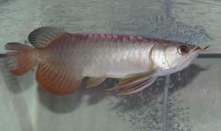 金龍魚背鰭發黑，金龍魚背鰭發黑可能由多種因素引起金龍魚背鰭發黑的原因