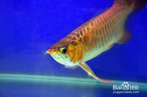 龍魚與西方文化中的龍差異：東西方龍文化對比研究，龍魚與龍的象征意義探究