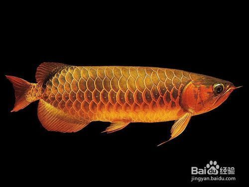 龍魚與西方文化中的龍差異：東西方龍文化對比研究，龍魚與龍的象征意義探究
