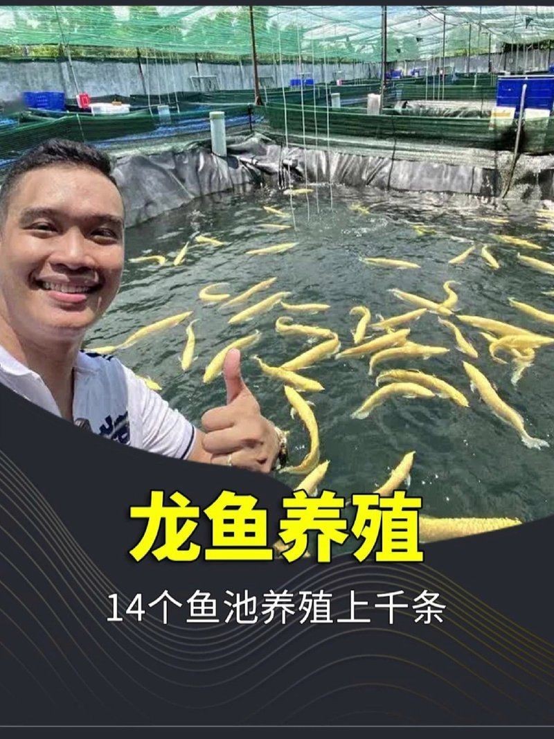金龍魚(yú)日常護(hù)理