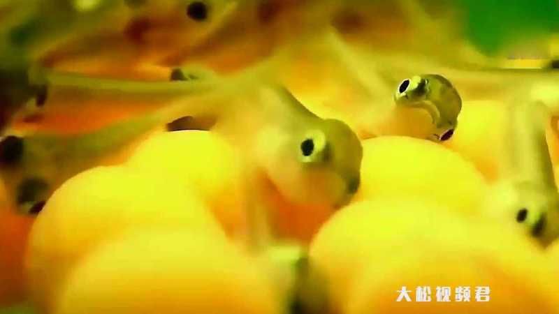 金龍魚(yú)日常護(hù)理