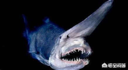 鯊魚和龍魚，鯊魚與龍魚的區(qū)別
