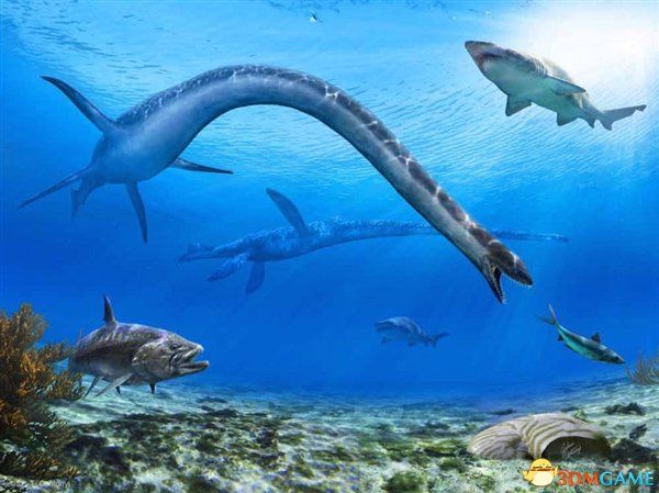 鯊魚和龍魚，鯊魚與龍魚的區(qū)別