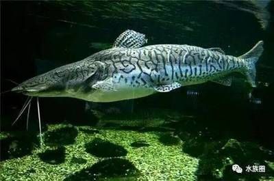 鯊魚和龍魚，鯊魚與龍魚的區(qū)別